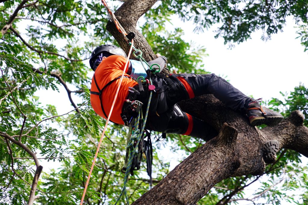 Arborist or tree surgeon climbing tall tree on ropes used safety equipment at park.