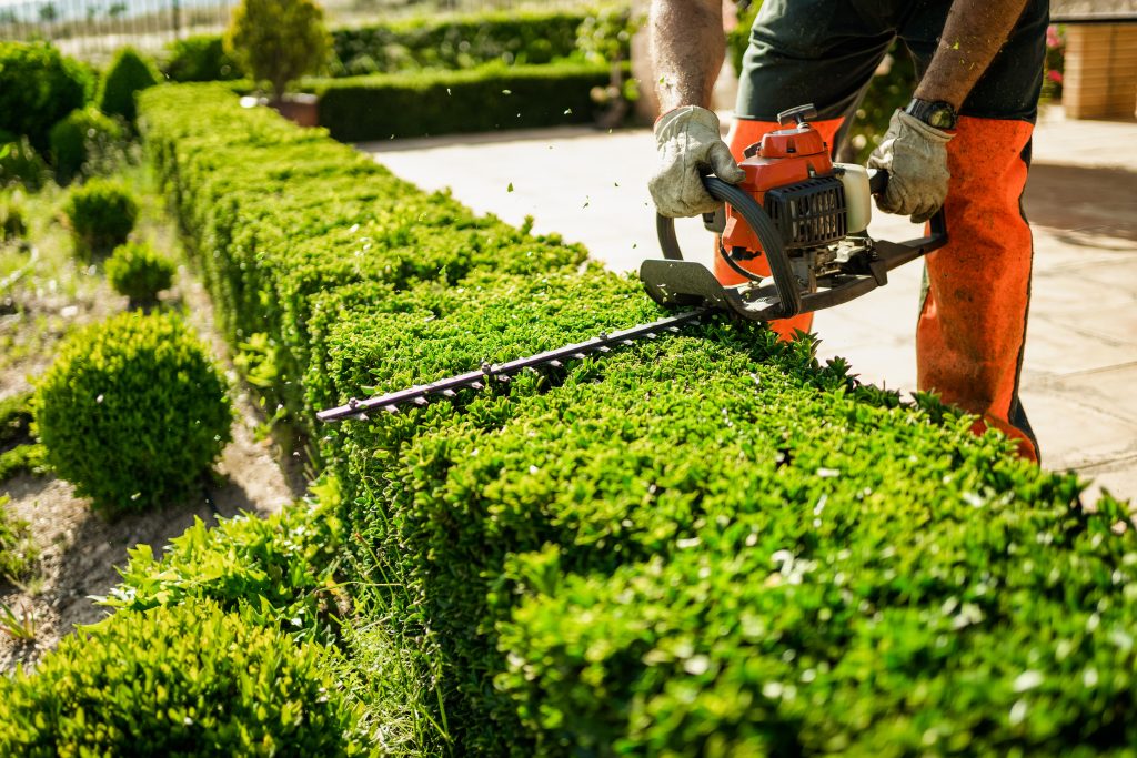 Home and garden concept. Hedge trimmer in action. Shrub trimming work. Shrub pruning. Gardening and trimming activities. Great detail of the cut leaves splashing